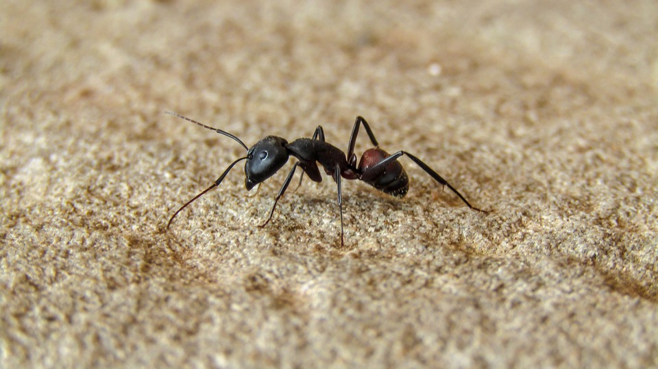 Désinsectisation de fourmis: nos solutions !